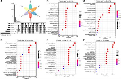 Target-Sequencing of Female Infertility Pathogenic Gene Panel and a Novel TUBB8 Loss-of-Function Mutation